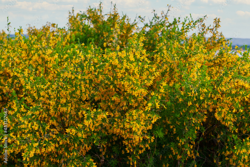 Lush flowering of caragan.