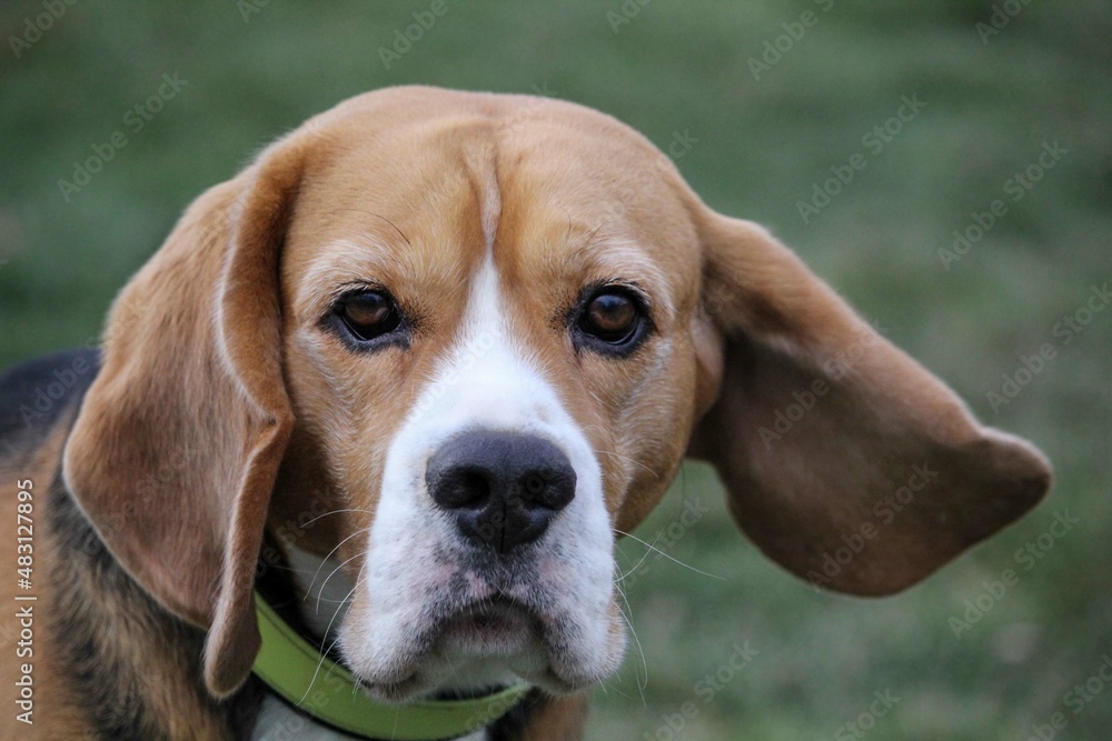 Portrait cute face Beagle dog. closeup Beagle