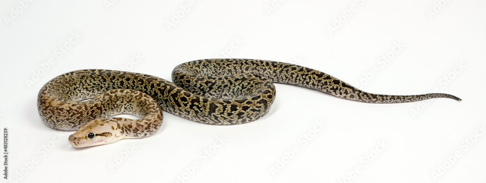 Obraz premium Burmese python, Indian rock python // Dunkler Tigerpython (Python bivittatus) - colour morph 