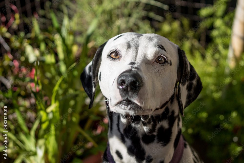 Close-up of a young dalmatian dog with a sweet and attentive look in a natural environment. White dog with black spots on green background. Close-up of a young dalmatian dog with a sweet and attentive look in a natural environment. White dog with black spots on green background.
