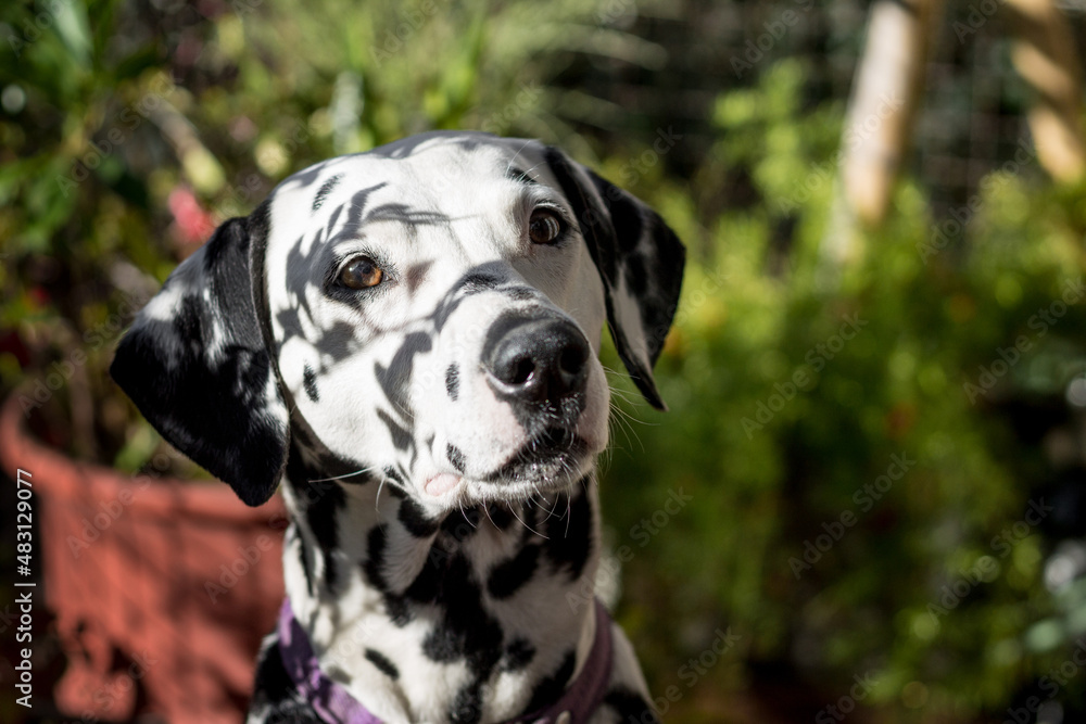 Portrait of young dalmatian dog under the shadows of plants. Friendly white dog with black spots on natural background.