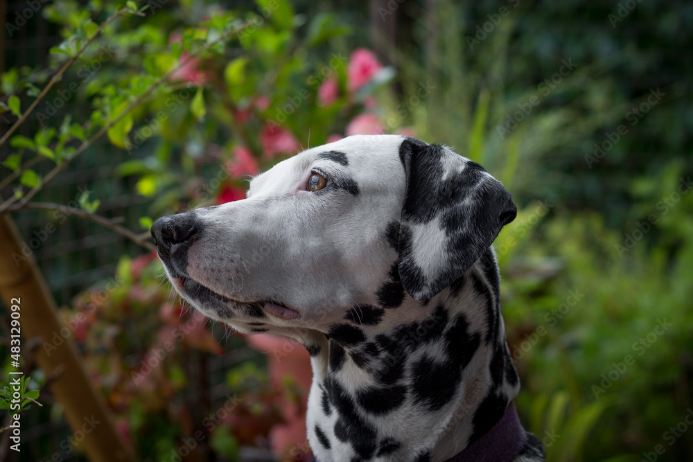 Profile portrait of young Dalmatian dog on cloudy day. Sweet look of a white dog with black spots with plants and flowers in the background.