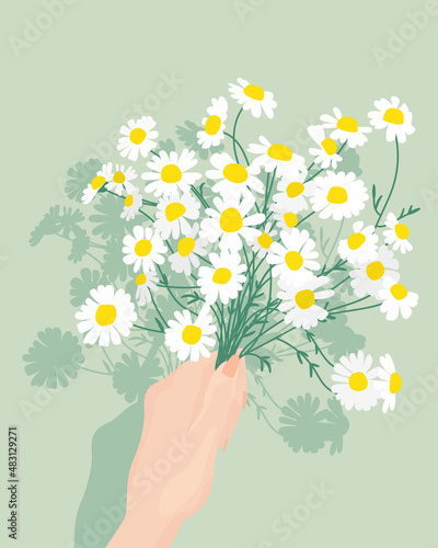 Bouquet of beautiful camomiles flowers. Bouquet of daisies vector. Daisies are wonderful summer flowers. Associations with ease and prostate. Vector illustration.