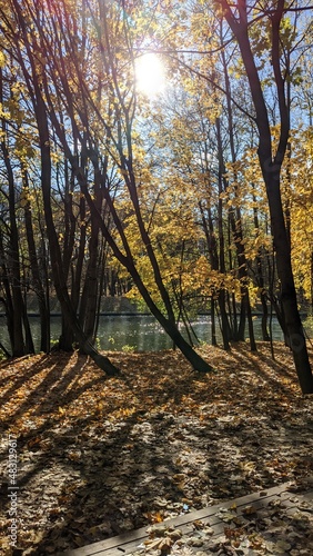 gold autumn view in city park 