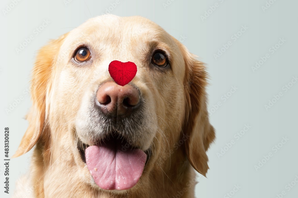 St. Valentine's Day concept. Funny portrait cute puppy dog holding a red heart on the nose