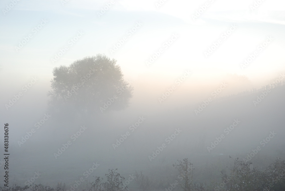 misty morning in the forest misty morning in the forest