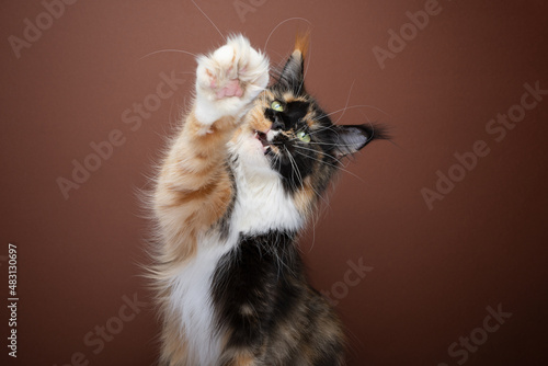 Fototapeta Naklejka Na Ścianę i Meble -  calico white maine coon cat with long whiskers playing raising fluffy paw with mouth open on brown background with copy space
