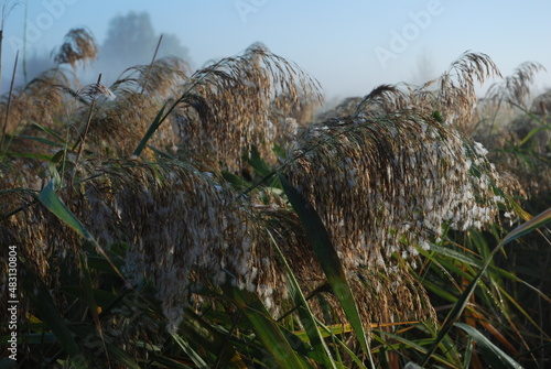 grass in the wind