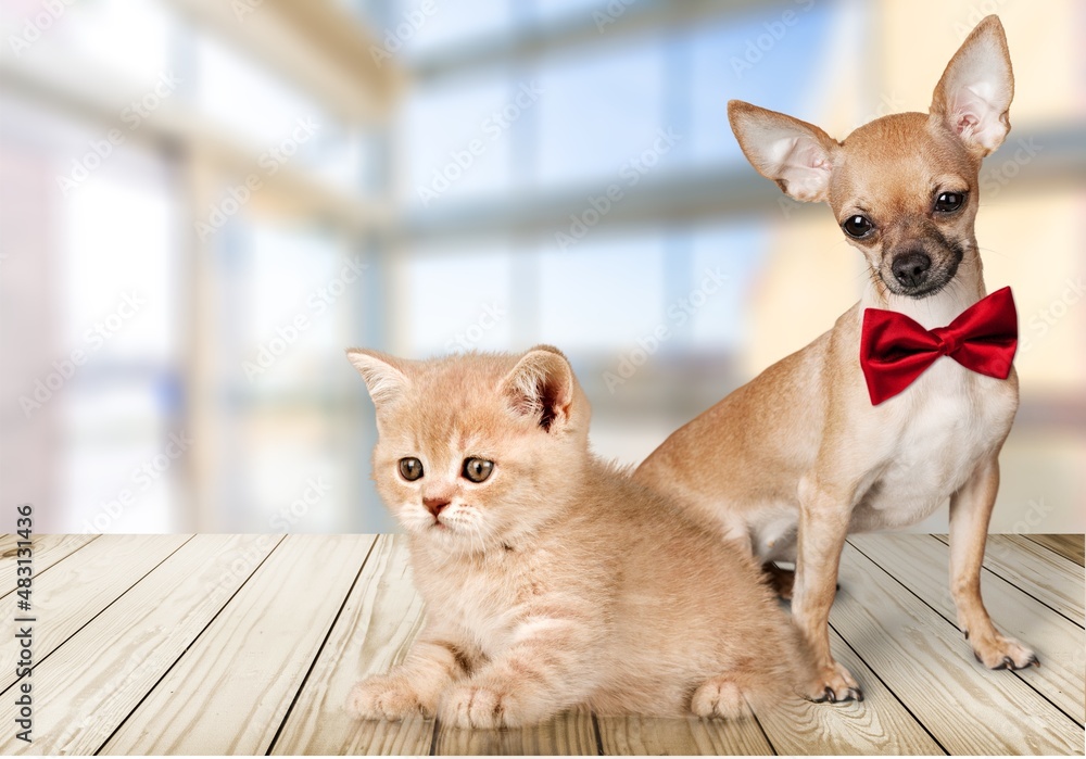 Puppy and kitten as a best friends, pet concept