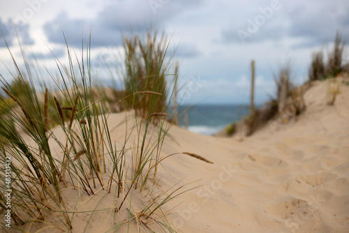 Closeup of grass in the dunes of Soulac sur Mer, France with the beach of the Atlantic Ocean in the background