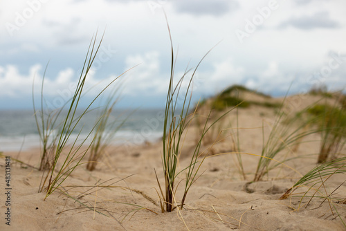 Closeup of grass in the dunes of Soulac sur Mer, France with the beach of the Atlantic Ocean in the background
