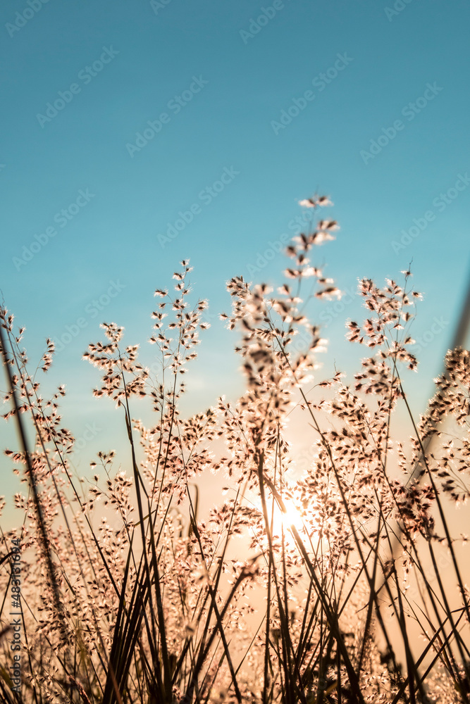Obraz premium Pico do Gavião, Andradas, Minas Gerais, Brazil: vegetation at sunset in Mantiqueira Mountain