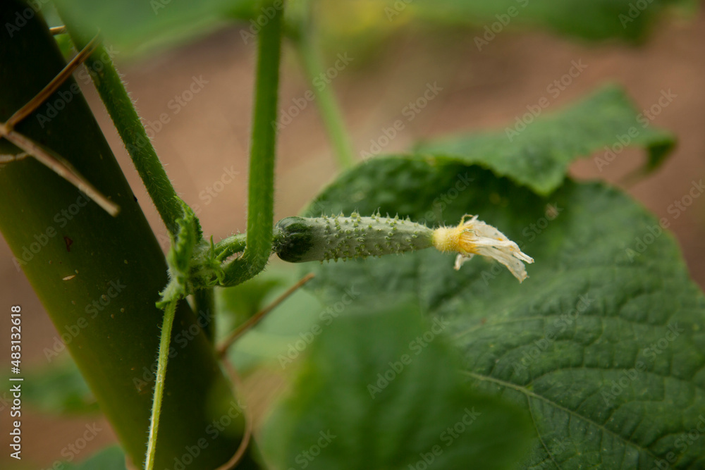 Small baby cucumber Small baby cucumber