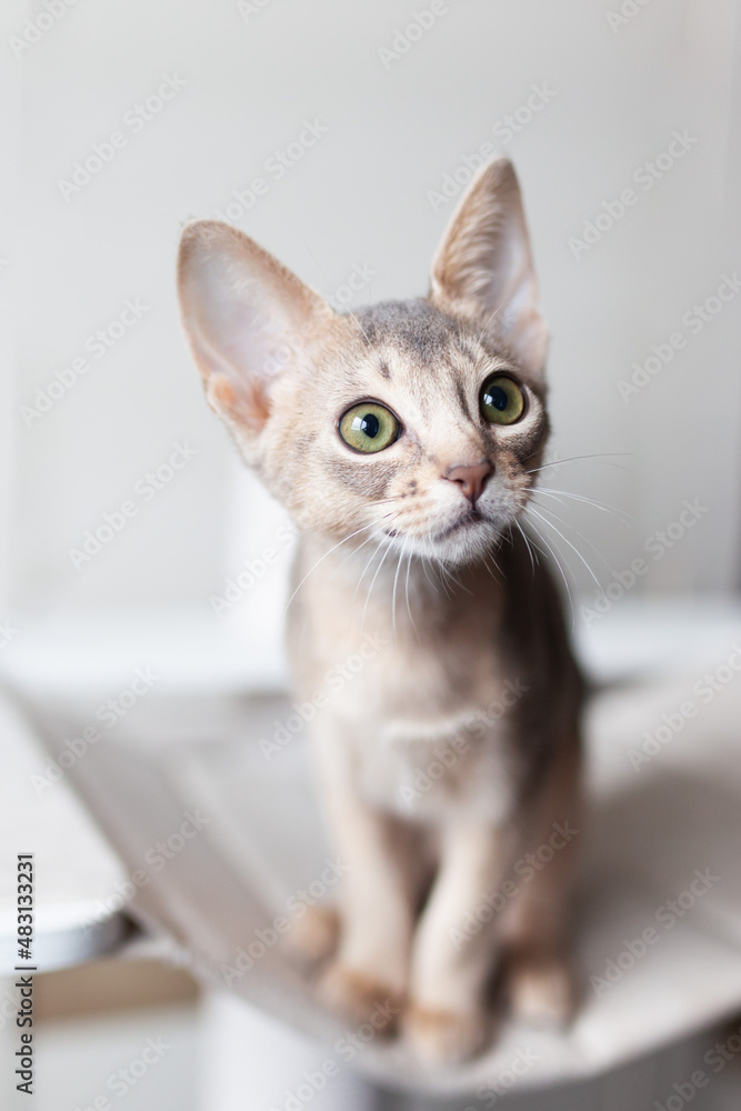 Portrait of abyssinian blue cat sitting on a grey background. Curious three month old kitten with big green eyes. Pets care. World cat day. Vertical image. Selective focus. Portrait of abyssinian blue cat sitting on a grey background. Curious three month old kitten with big green eyes. Pets care. World cat day. Vertical image. Selective focus.