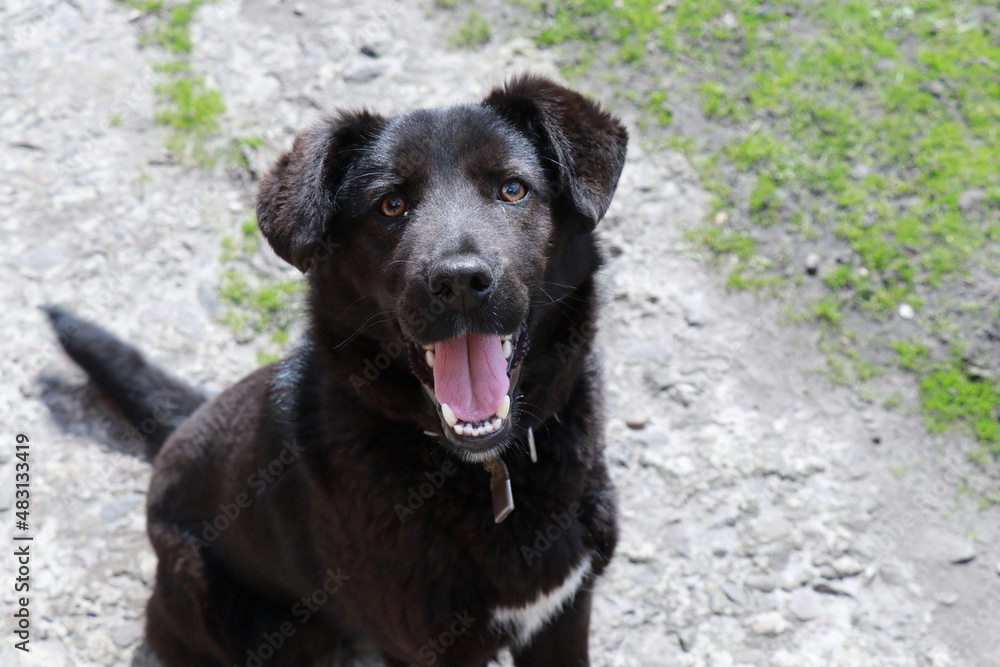 portrait of a black dog