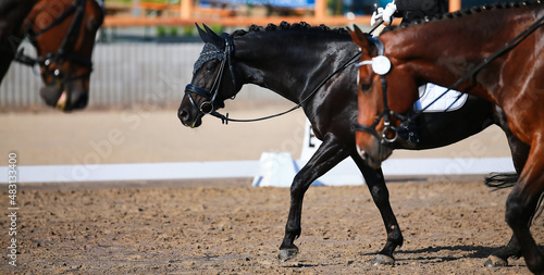 Dressage horse leaves the dressage arena on the long reins along with other horses, focus on the black horse in the background..