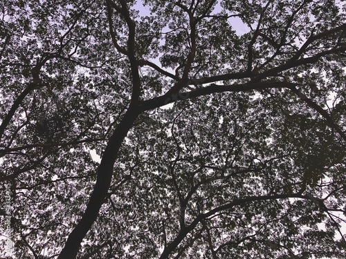 blossom in spring