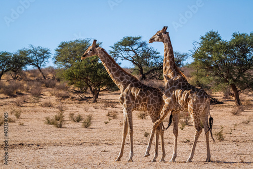 Giraffe couple mating in Kgalagadi transfrontier park  South Africa   Specie Giraffa camelopardalis family of Giraffidae