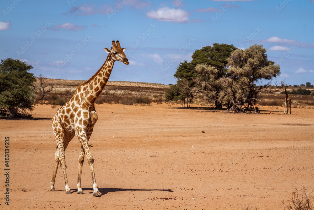 Obraz premium Giraffe walking in desert land in Kgalagadi transfrontier park, South Africa ; Specie Giraffa camelopardalis family of Giraffidae