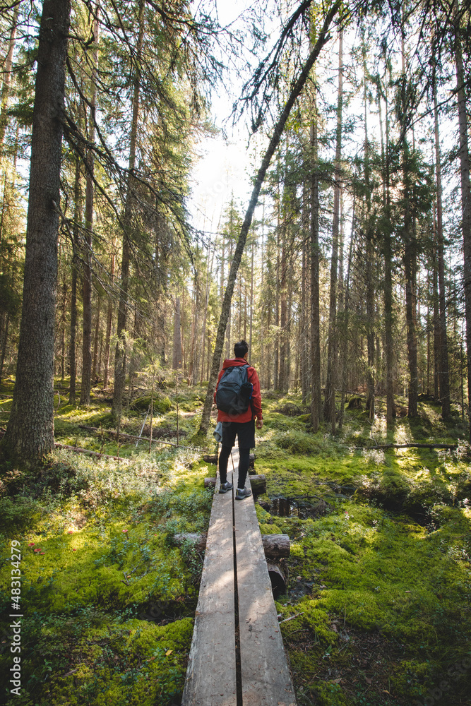 View of a grown man walking through the forest on a duckboard in Hiidenportti national park, Sotkamo, kainuu region in Finland. Beauty of Finnish biodiversity. A breath of fresh air and sense of calm View of a grown man walking through the forest on a duckboard in Hiidenportti national park, Sotkamo, kainuu region in Finland. Beauty of Finnish biodiversity. A breath of fresh air and sense of calm