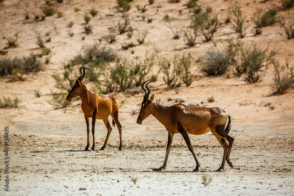 Hartebeest female and calf in Kgalagadi transfrontier park, South Africa; specie Alcelaphus buselaphus family of Bovidae Hartebeest female and calf in Kgalagadi transfrontier park, South Africa; specie Alcelaphus buselaphus family of Bovidae