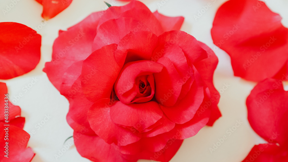 Red rose and petals on white Red rose and petals on white
