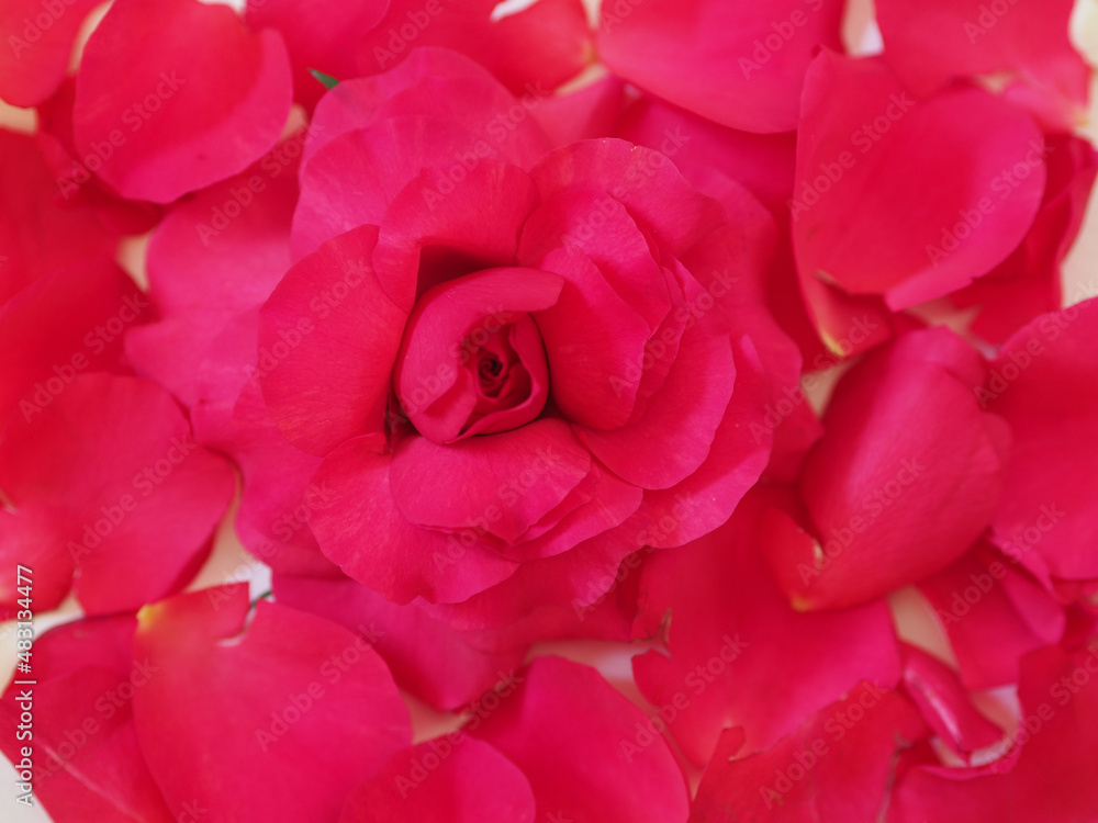 Pink roses background with a rose and rose petals Pink roses background with a rose and rose petals