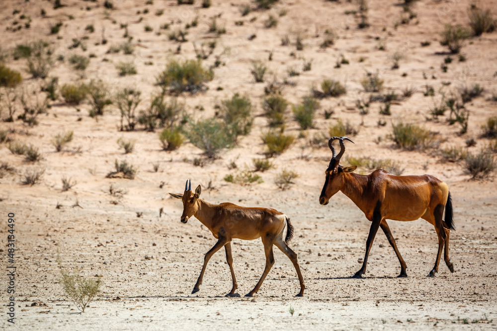 Hartebeest female and calf in Kgalagadi transfrontier park, South Africa; specie Alcelaphus buselaphus family of Bovidae Hartebeest female and calf in Kgalagadi transfrontier park, South Africa; specie Alcelaphus buselaphus family of Bovidae