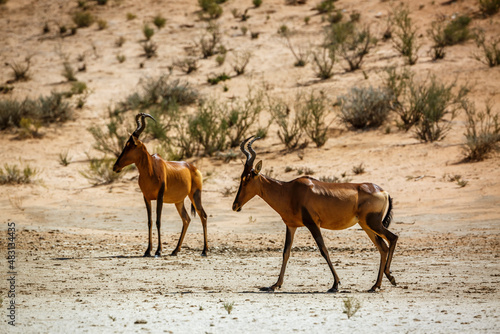 Hartebeest female and calf in Kgalagadi transfrontier park, South Africa; specie Alcelaphus buselaphus family of Bovidae