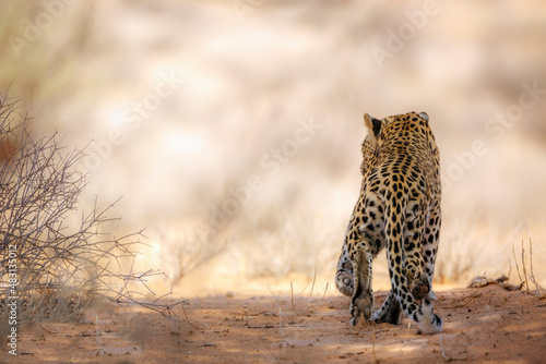 Leopard standing up in alert in Kgalagadi transfrontier park, South Africa; specie Panthera pardus family of Felidae