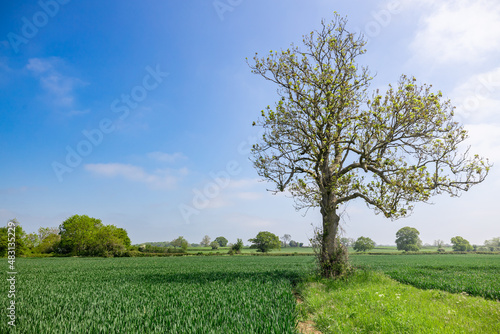 Tree in Spring Cotswolds