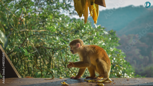 Mico titi Colombiano comiendo banana amarilla  photo