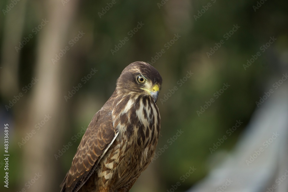 red tailed hawk red tailed hawk