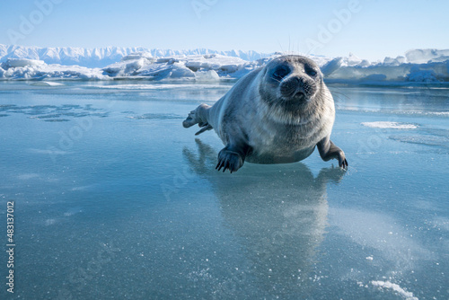 Valokuva Baby Baikal seal on the Lake Baikal ice, april