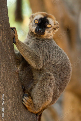 lemur on tree