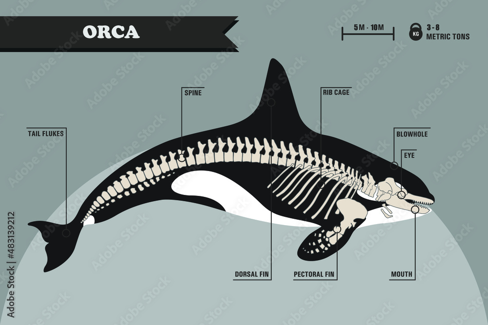 Killer Whale Skeleton Diagram