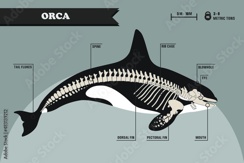 Anatomy of killer whale/orca skeleton