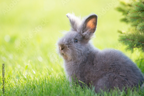 Cute grey fluffy rabbit sitting on grass backyard.
