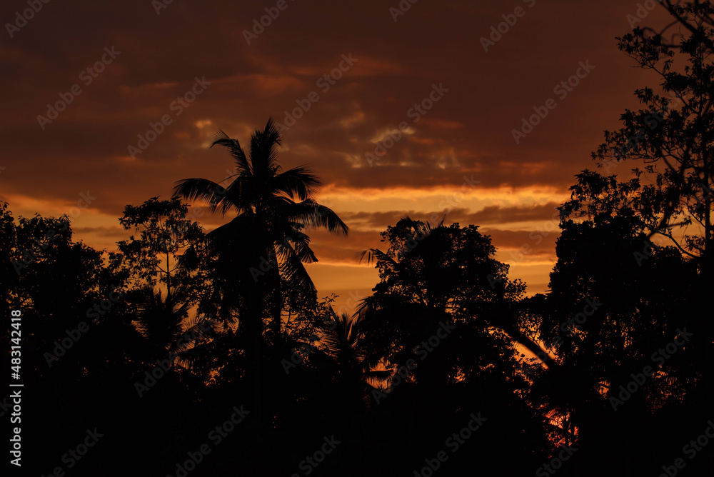 silhouettes of the rainforest and palm trees against the background of sunset