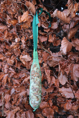 bird food, winter, autumn, birds, food, animals, tree