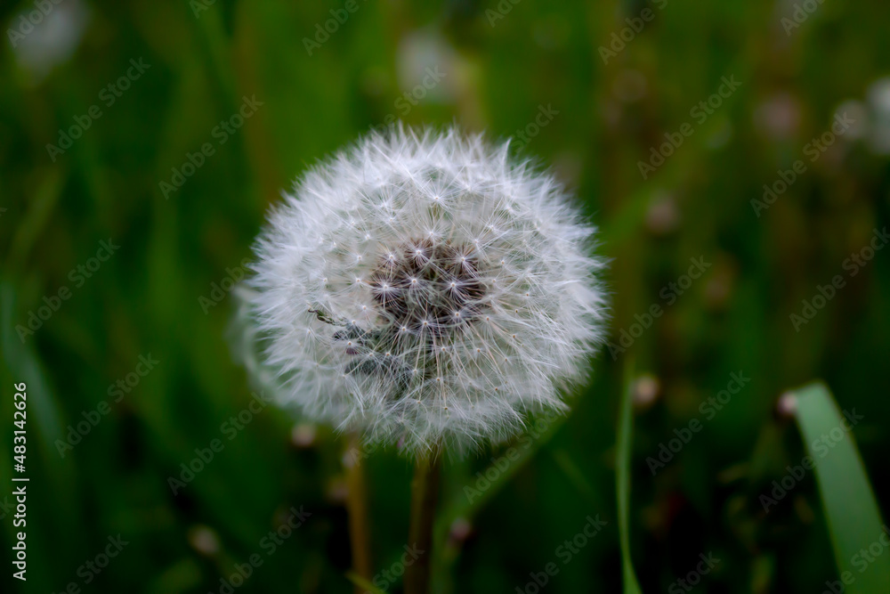 Aerial dandelion making its way to the cloudy sky Aerial dandelion making its way to the cloudy sky