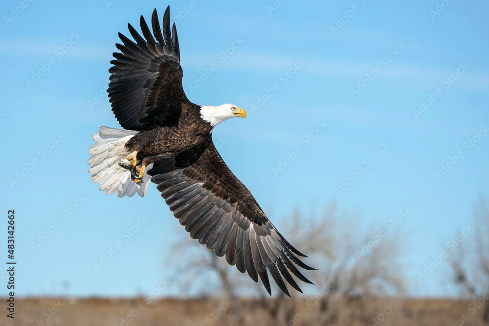 Bald Eagle with Trout Bald Eagle with Trout