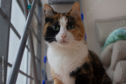 Curious cute cat is exploring the balcony