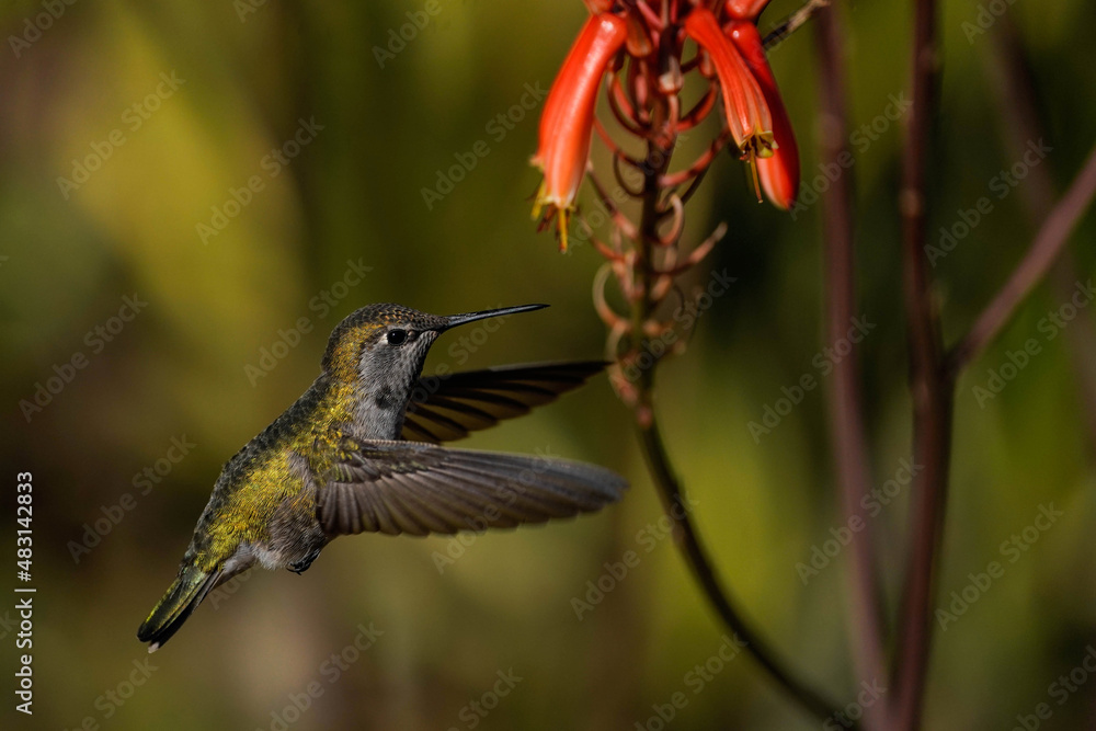 Fototapeta premium Costa's Hummingbird - Arizona