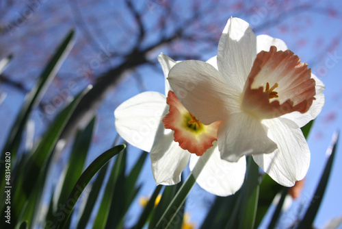 Daffodils in bloom during Spring, as seen from ground level