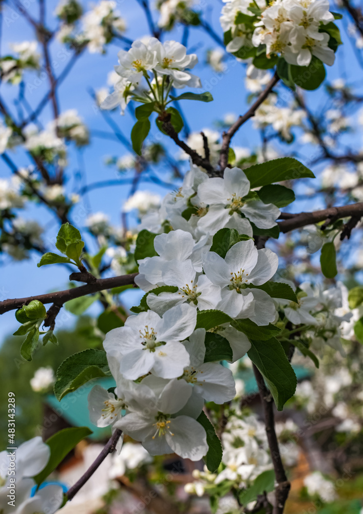 White Apple blossoms close-up on branches against the background of greenery and sky in summer White Apple blossoms close-up on branches against the background of greenery and sky in summer
