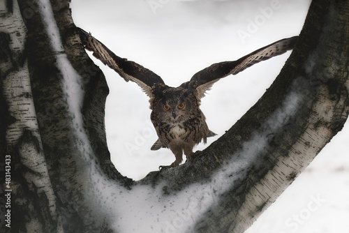 Eagle owl landing on tree