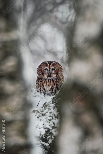 Owl hiding in the birches