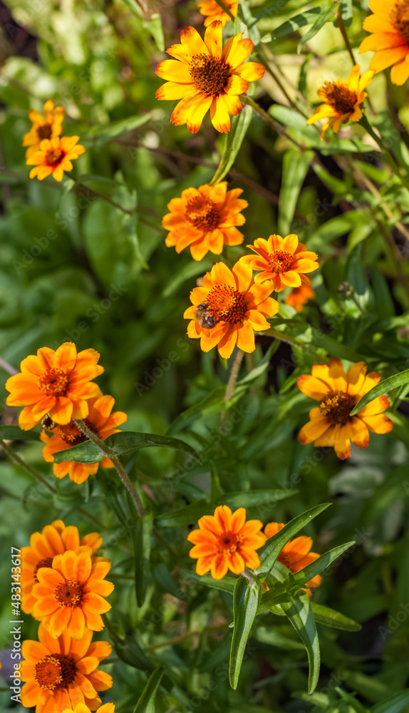 Orange Flowers of Zinnia narrow-leaved close-up on a background of greenery in summer Orange Flowers of Zinnia narrow-leaved close-up on a background of greenery in summer