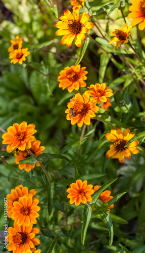 Orange Flowers of Zinnia narrow-leaved close-up on a background of greenery in summer